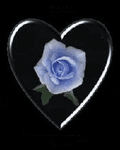 pic for Blue Rose